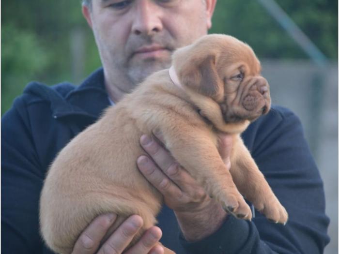 bodroške doge ženke besplatni mali oglasi