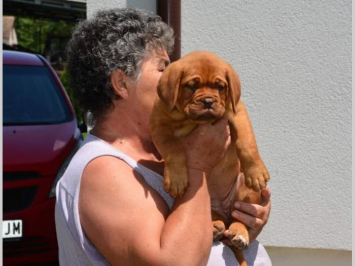 bodroške doge ženke besplatni mali oglasi