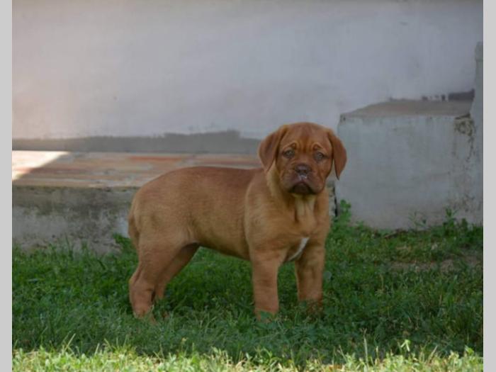 bodroške doge ženke besplatni mali oglasi