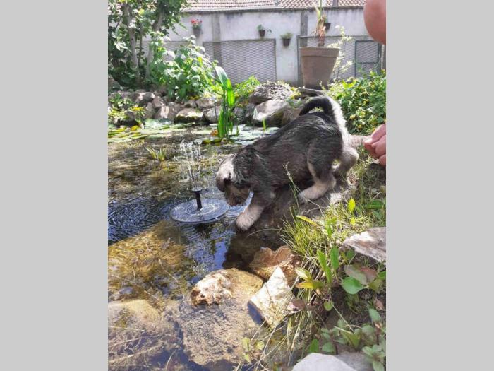 patuljasti šnauceri štenci besplatni mali oglasi