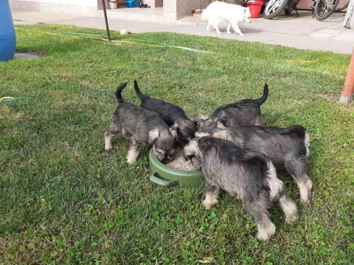 patuljasti šnauceri štenci besplatni mali oglasi