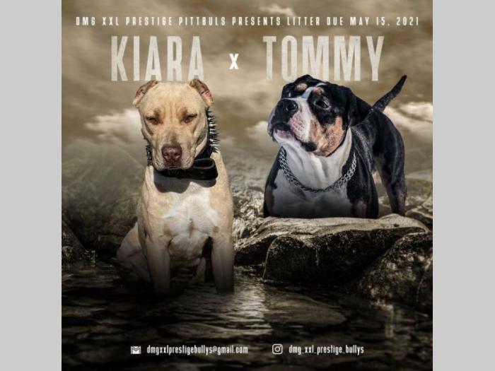 pitbull štenci besplatni mali oglasi