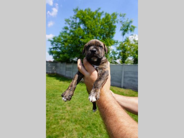 pitbull štenci besplatni mali oglasi
