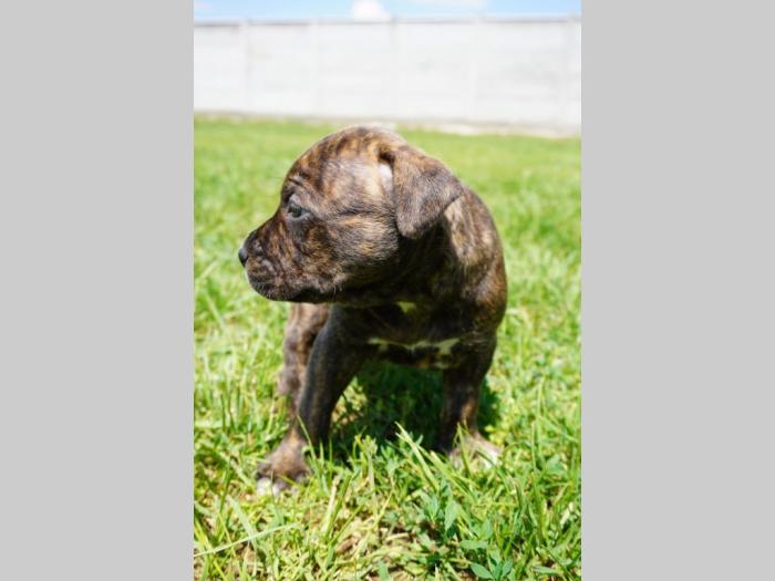 pitbull štenci besplatni mali oglasi