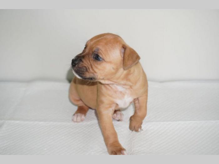 pitbull štenci besplatni mali oglasi