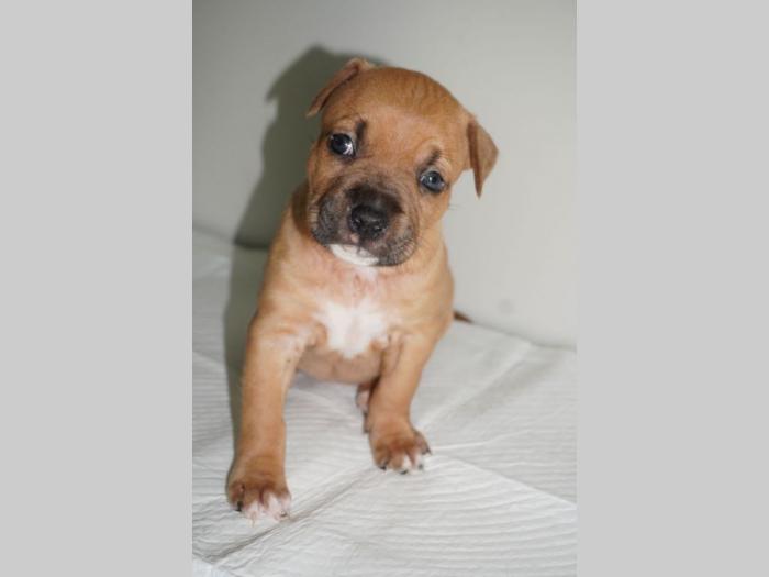 pitbull štenci besplatni mali oglasi