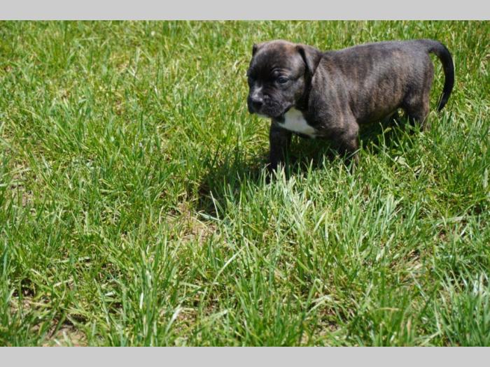 pitbull štenci besplatni mali oglasi