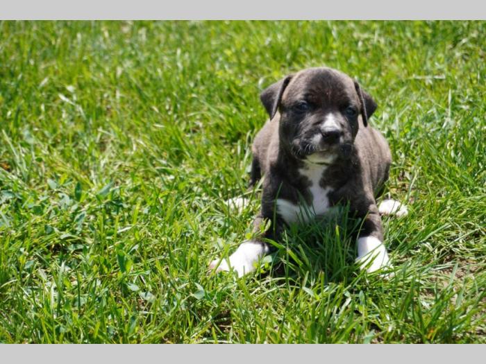 pitbull štenci besplatni mali oglasi