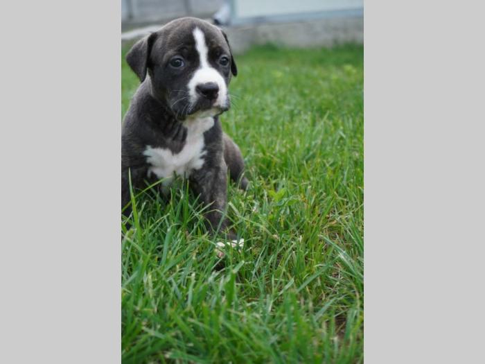pitbull štenci besplatni mali oglasi