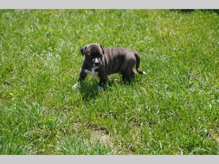pitbull štenci besplatni mali oglasi