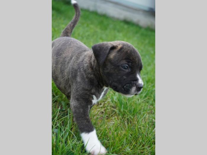 pitbull štenci besplatni mali oglasi