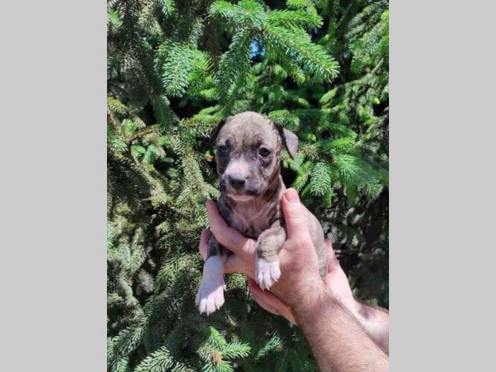 pitbul štenad besplatni mali oglasi