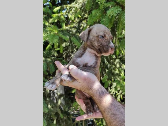 pitbul štenad besplatni mali oglasi