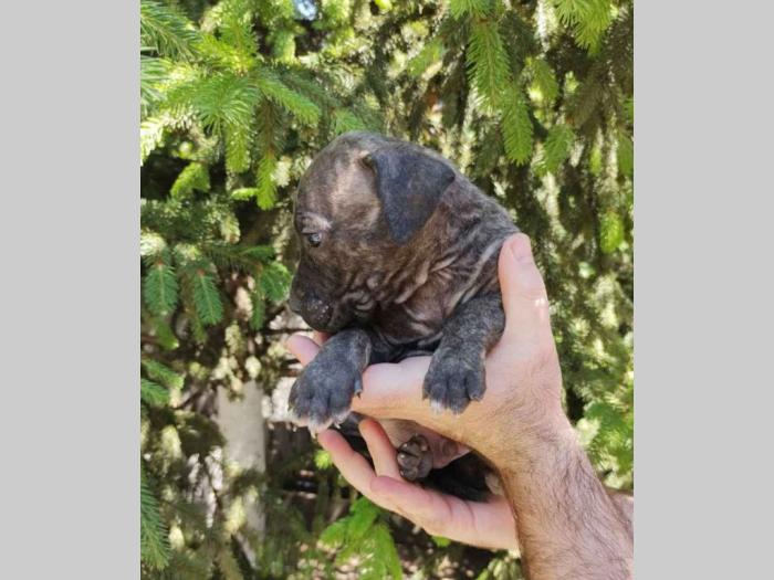 pitbul štenad besplatni mali oglasi