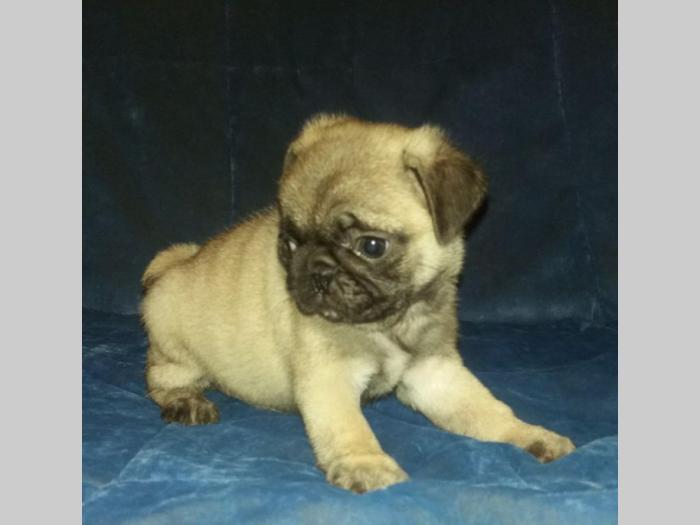 mops muško kvalitetno štene besplatni mali oglasi