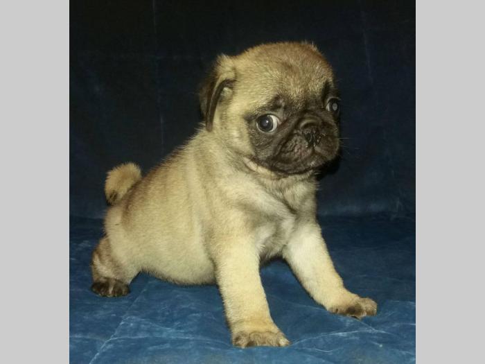mops muško kvalitetno štene besplatni mali oglasi