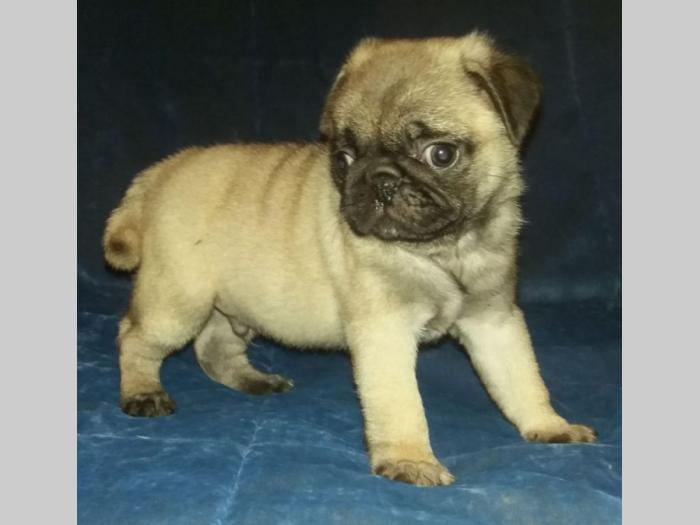 mops muško kvalitetno štene besplatni mali oglasi