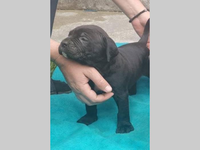 kane korso štenci na prodaju besplatni mali oglasi