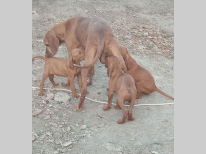 kratkodlaka mađarska vižla štenci besplatni mali oglasi
