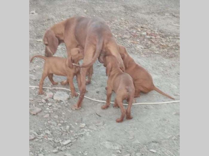 kratkodlaka mađarska vižla štenci besplatni mali oglasi