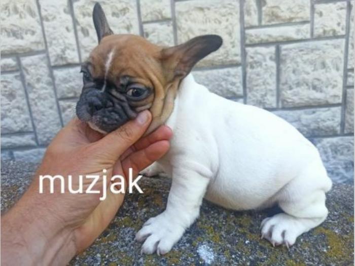 francuski buldog besplatni mali oglasi