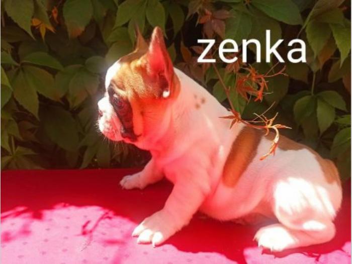 francuski buldog besplatni mali oglasi