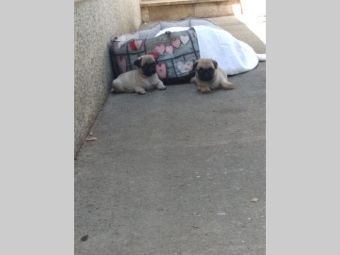 mops štenci odličnog porekla besplatni mali oglasi