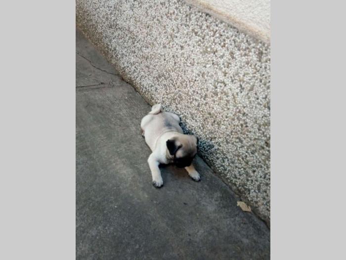 mops štenci odličnog porekla besplatni mali oglasi