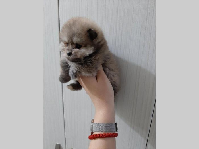 pomeranac štenci besplatni mali oglasi