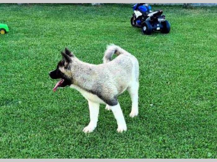 američka akita štenci besplatni mali oglasi