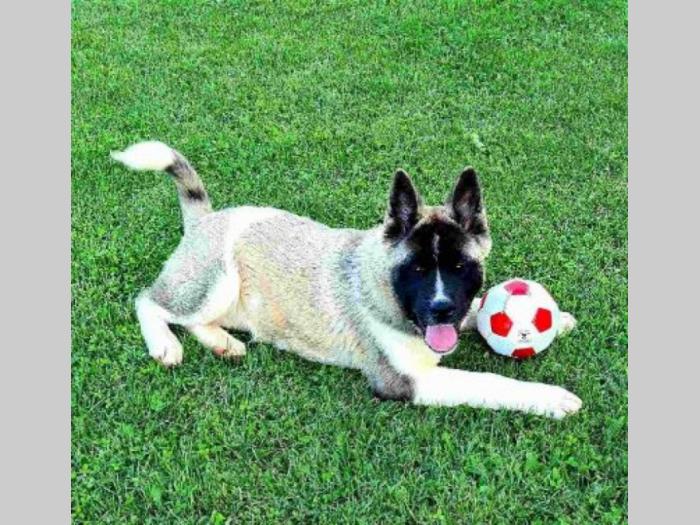 američka akita štenci besplatni mali oglasi