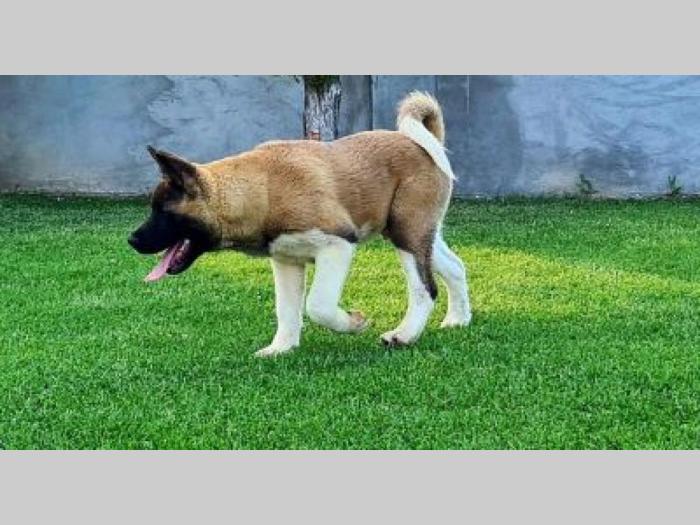 američka akita štenci besplatni mali oglasi