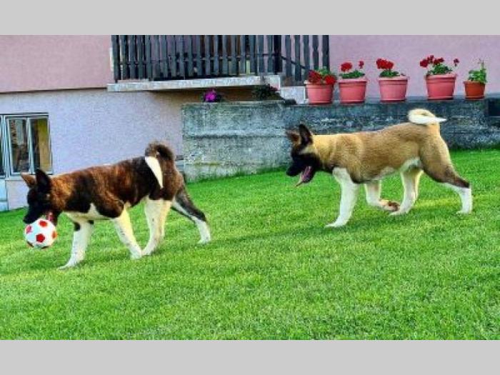 američka akita štenci besplatni mali oglasi