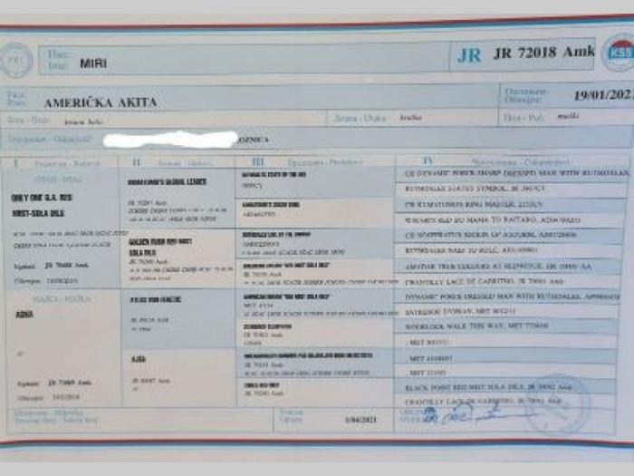 američka akita štenci besplatni mali oglasi