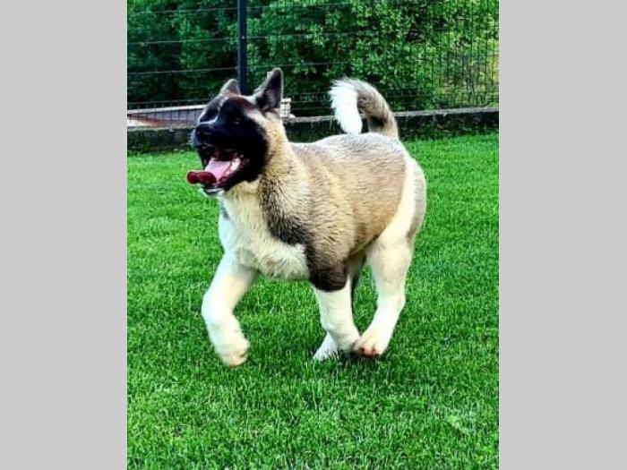 američka akita štenci besplatni mali oglasi