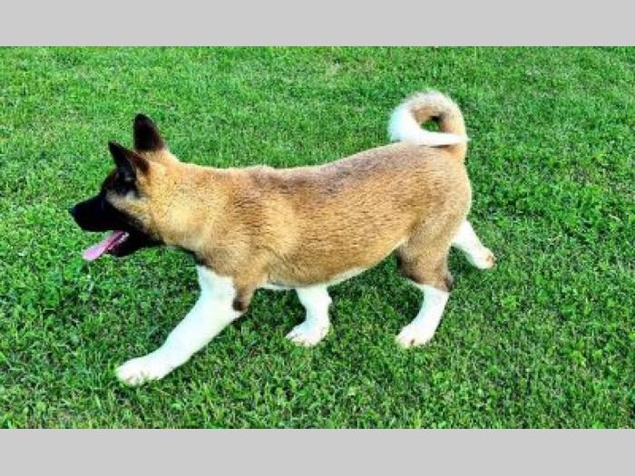 američka akita štenci besplatni mali oglasi