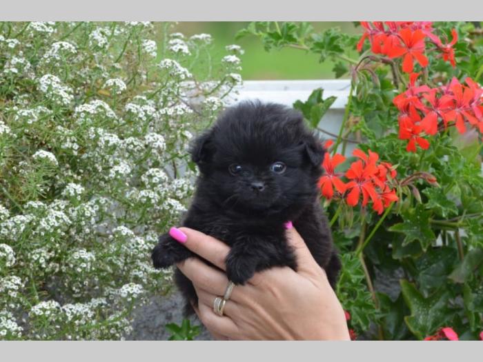 pikapom štenci besplatni mali oglasi