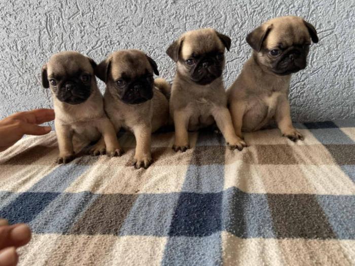 mops štenci na podaju besplatni mali oglasi