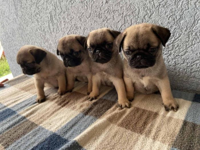 mops štenci na podaju besplatni mali oglasi