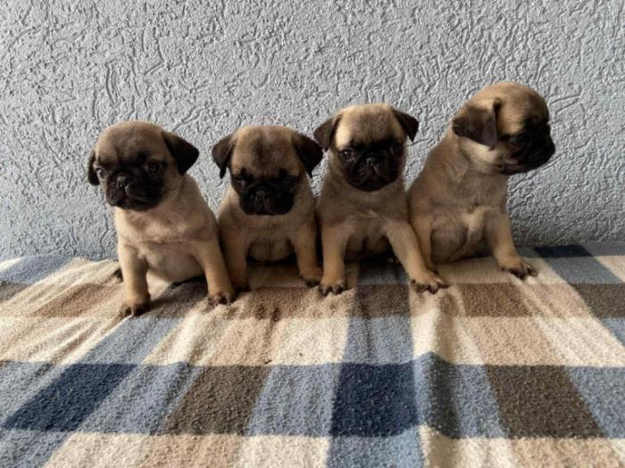 mops štenci na podaju besplatni mali oglasi