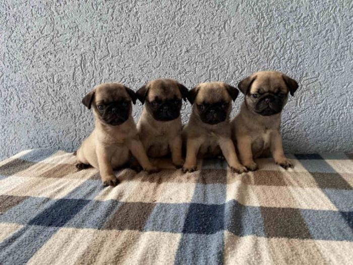 mops štenci na podaju besplatni mali oglasi