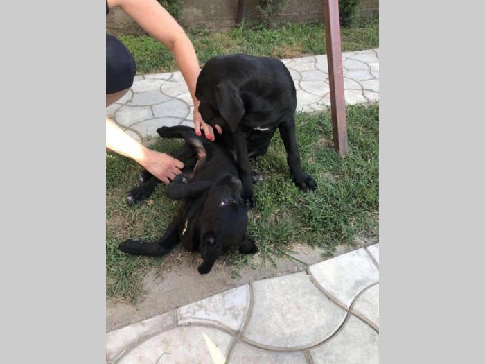 kane korso mužjak i ženka besplatni mali oglasi