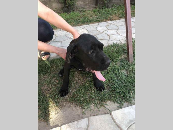 kane korso mužjak i ženka besplatni mali oglasi