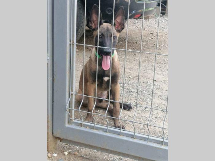 belgijski ovčar malinoa dva vrhunska mužjaka besplatni mali oglasi