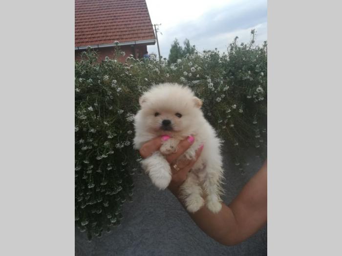 pomeranac štenci besplatni mali oglasi