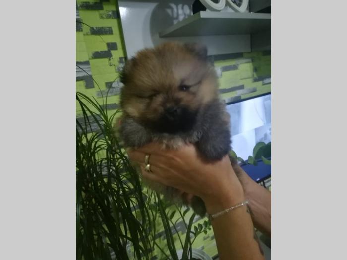 pomeranac štenci besplatni mali oglasi