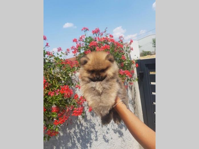 pomeranac štenci besplatni mali oglasi