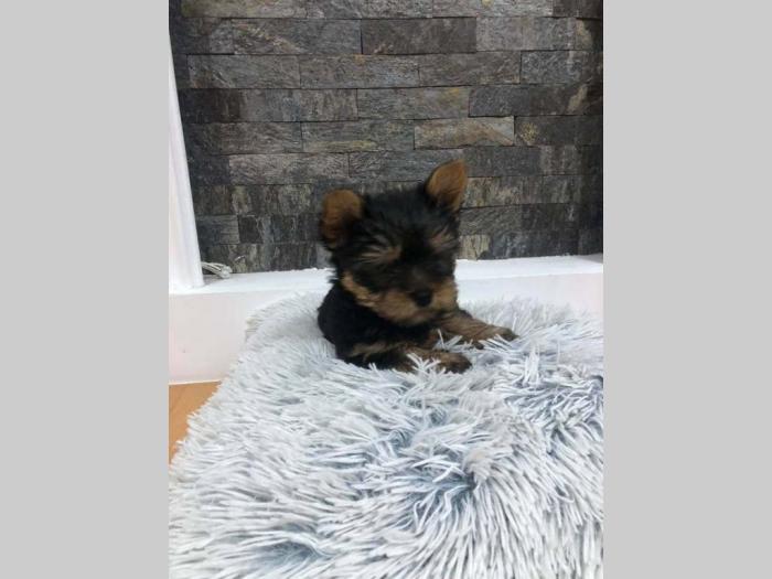 mini jorki štenci na prodaju besplatni mali oglasi