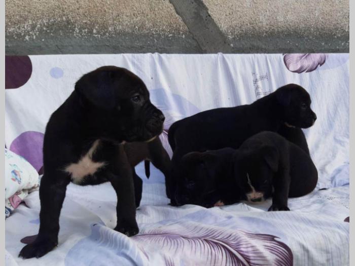 kane korso ženka na prodaju besplatni mali oglasi