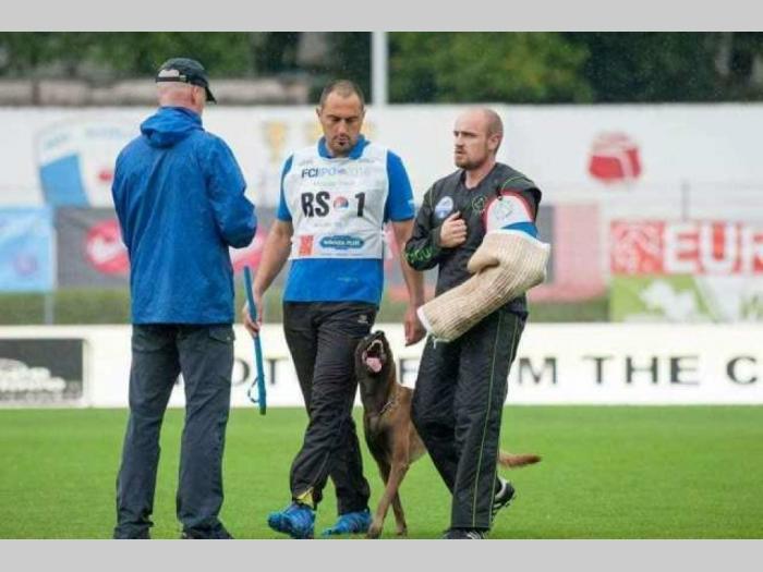 belgijski ovčar malinoa štenci besplatni mali oglasi